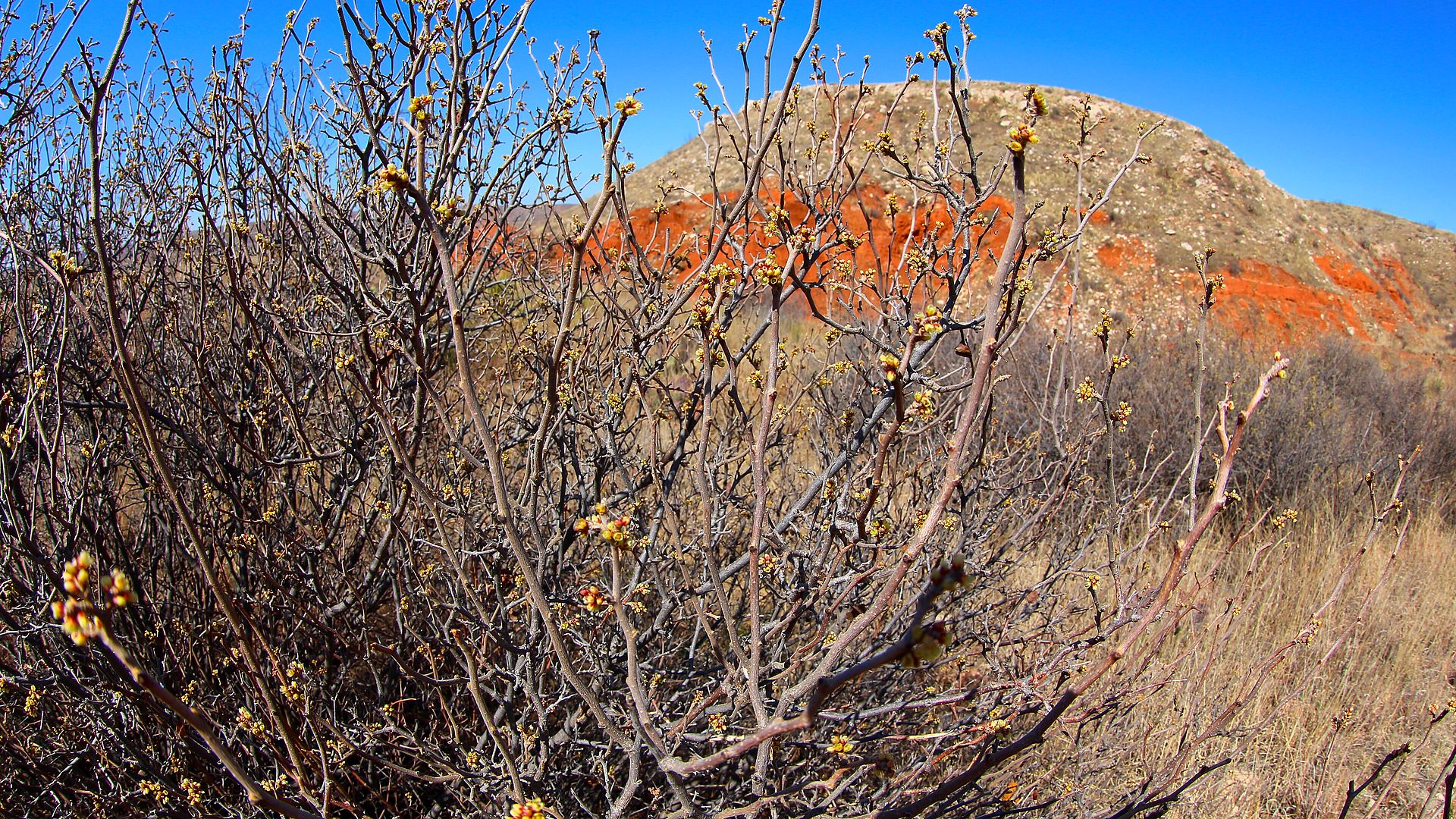 Red rock hills
