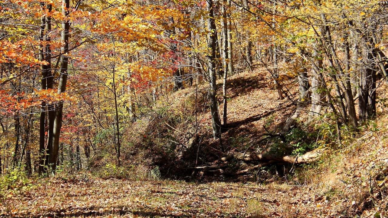 Pennsylvania forest path
