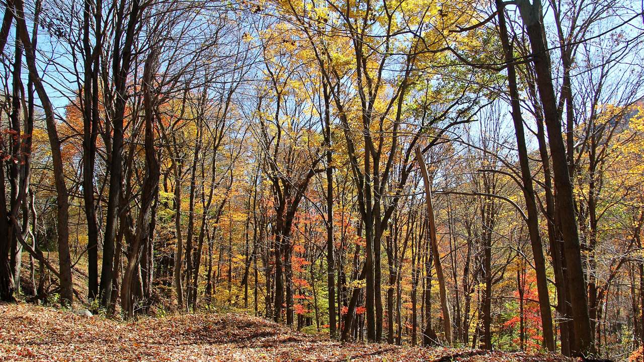 Allegheny Portage Railroad National Historic Site landscape