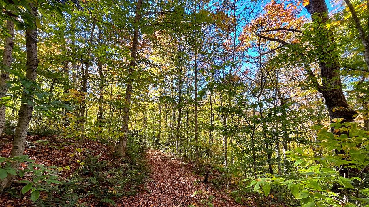 White blaze forest trail