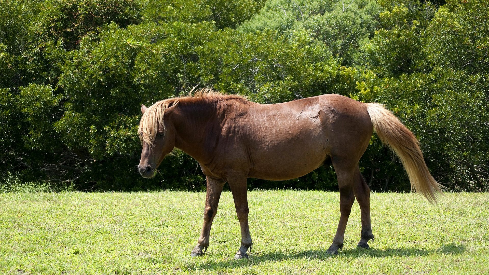 Scenic view at Assateague Island National Seashore