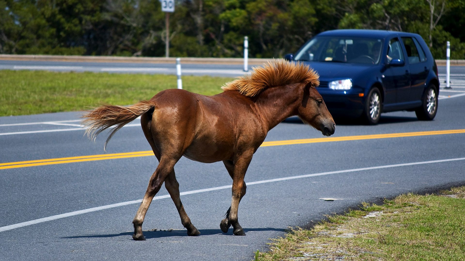 Detail feature at Assateague Island National Seashore