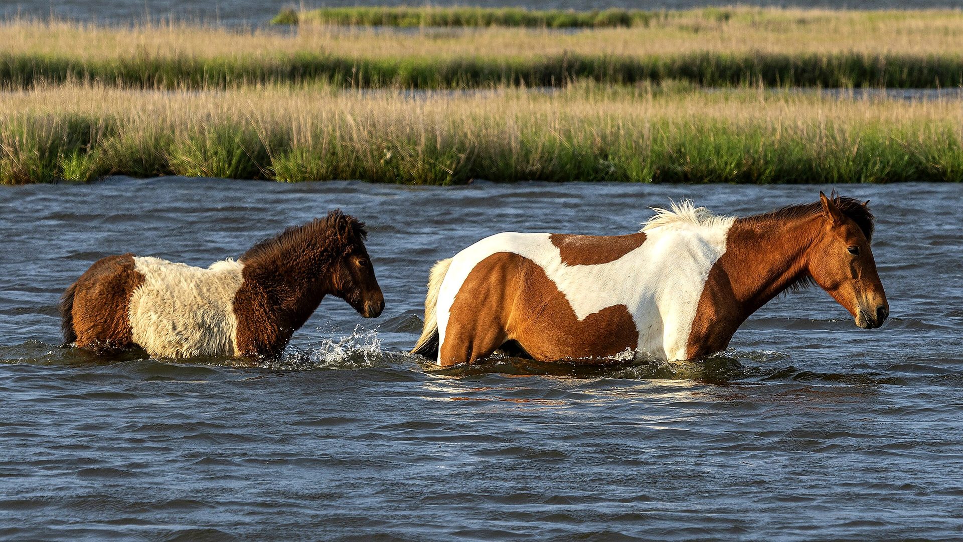 Assateague Island National Seashore landscape