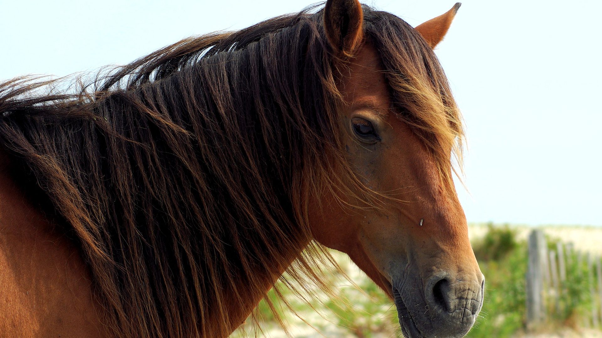Signature view at Assateague Island National Seashore