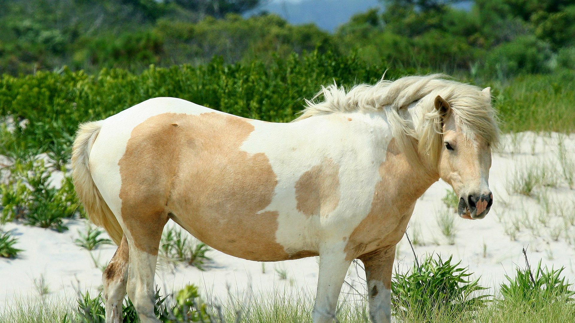 Visitor conditions context at Assateague Island National Seashore