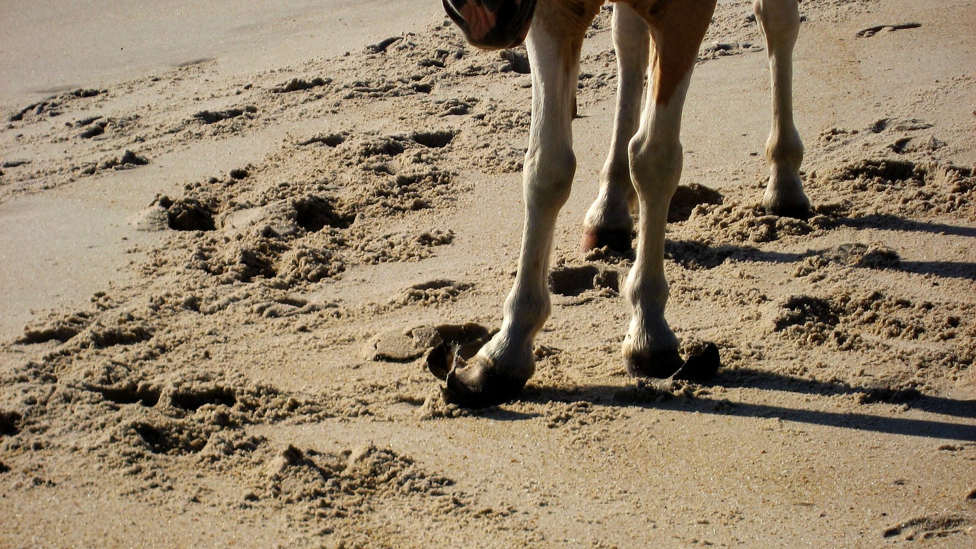 Safety context at Assateague Island National Seashore