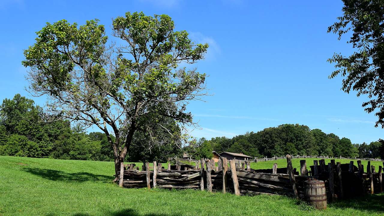 Tree lined farm walk