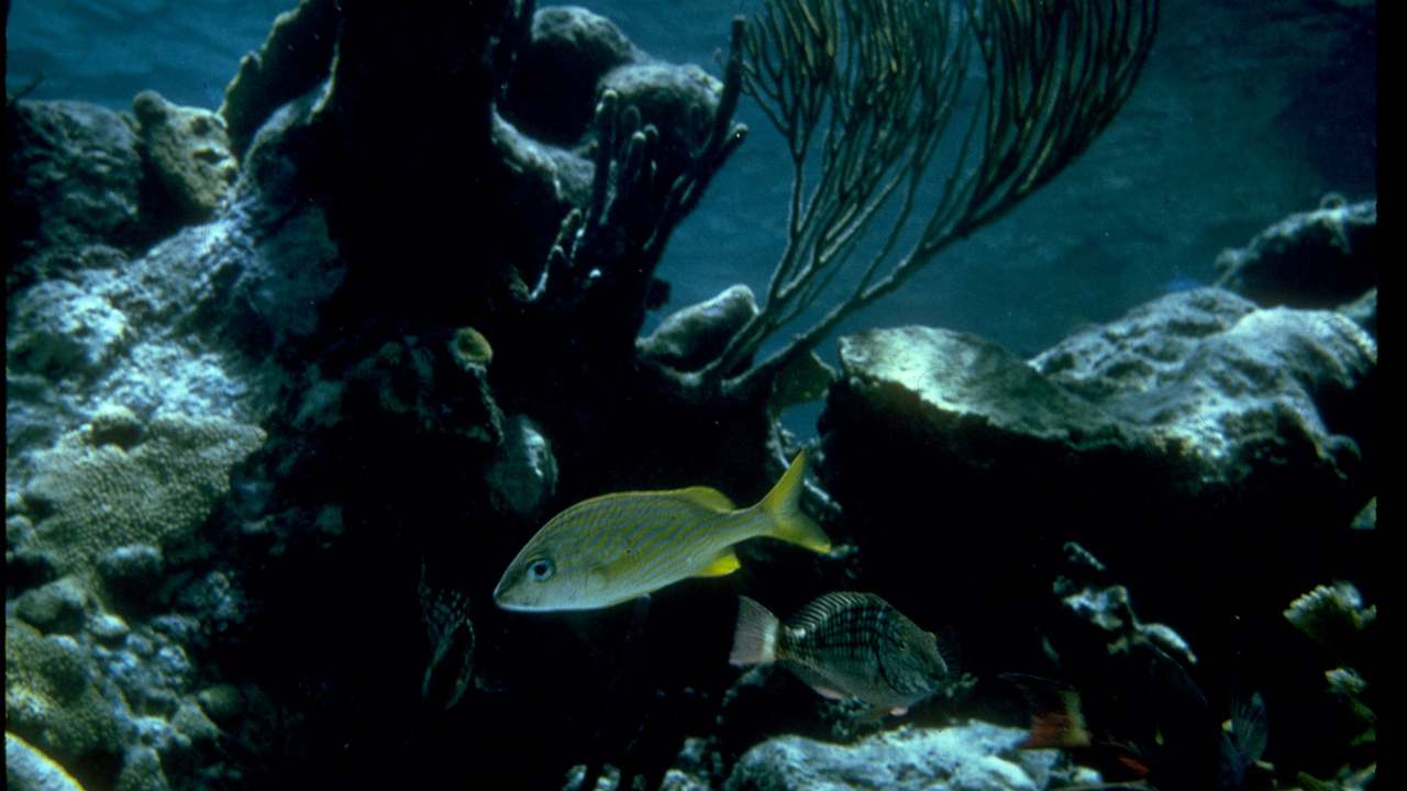 Safety context at Buck Island Reef National Monument