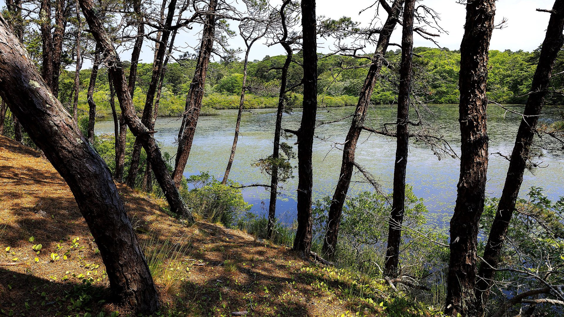 Scenic view at Cape Cod National Seashore