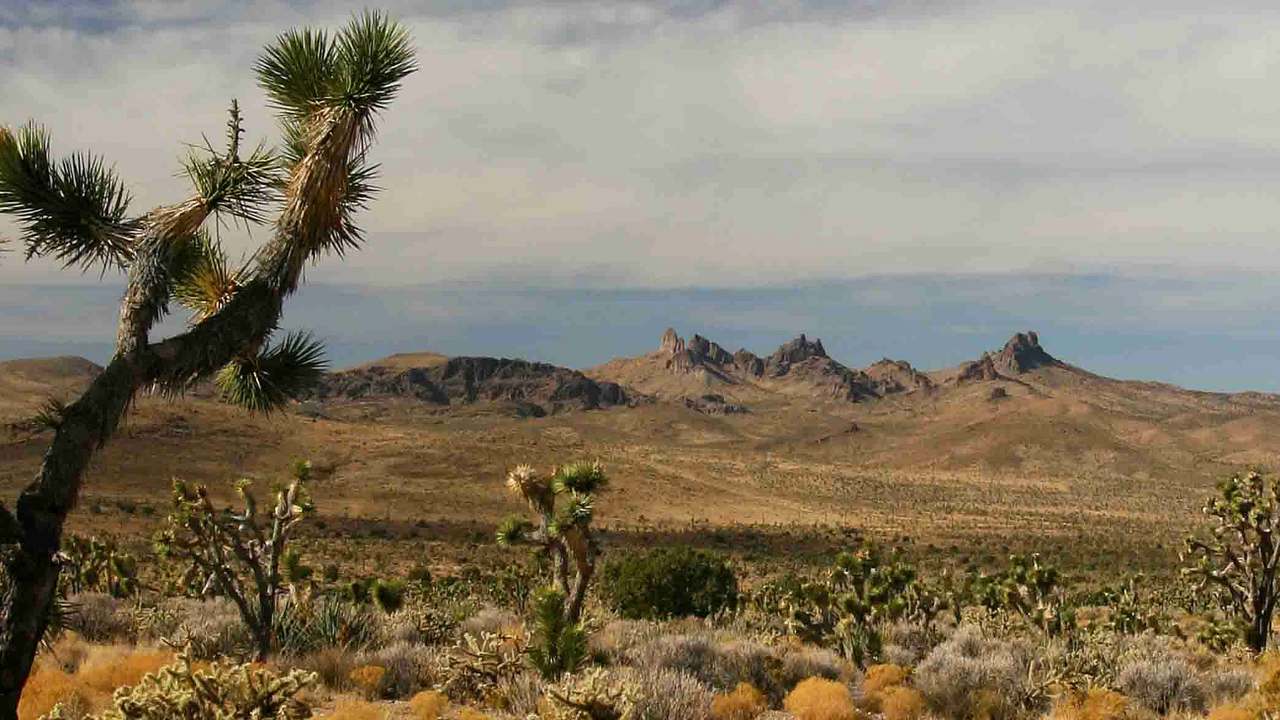 Castle Mountains National Monument landscape