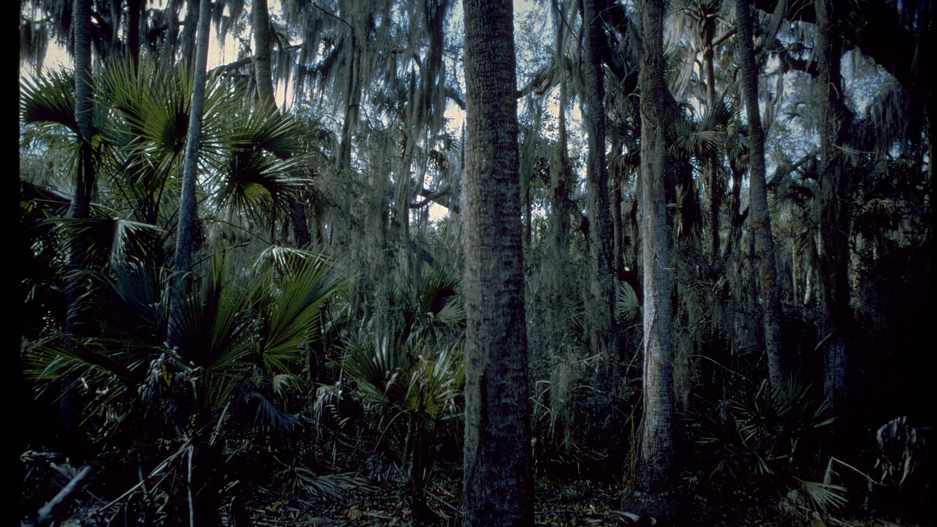 Scenic view at Canaveral National Seashore
