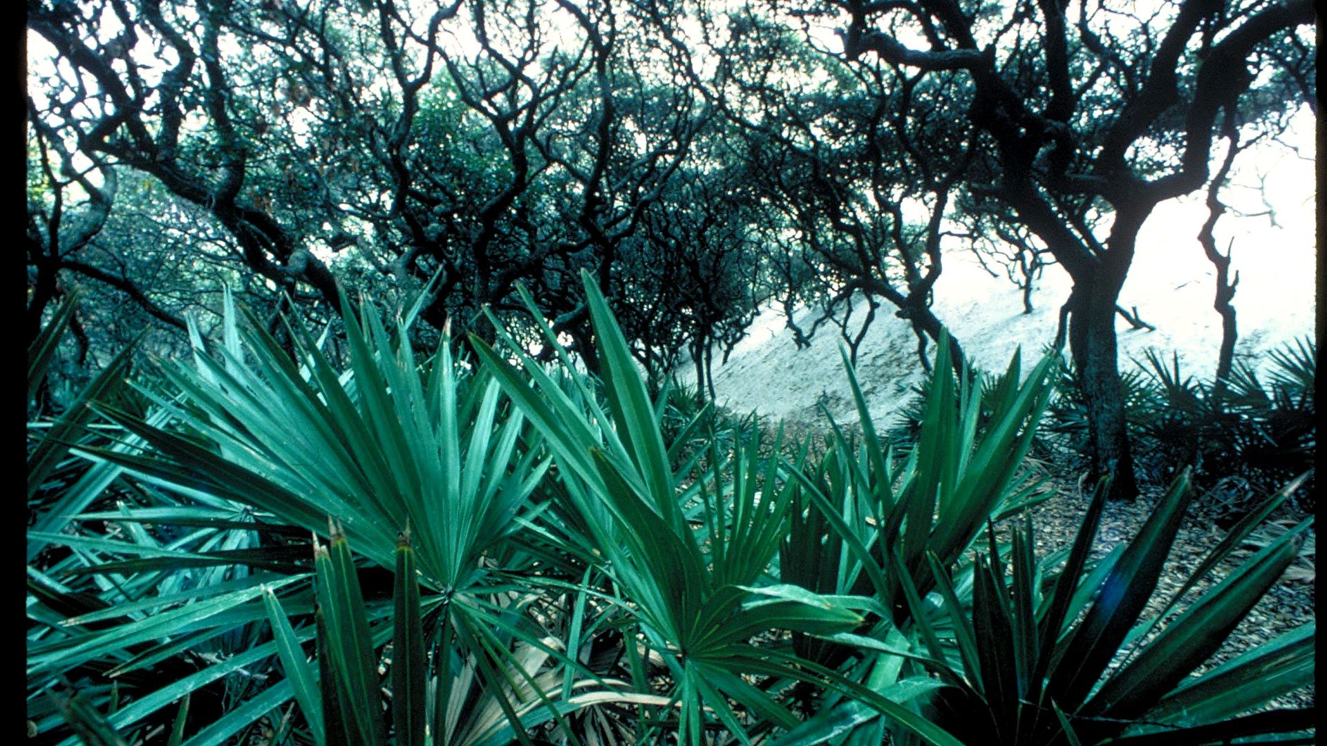 Detail feature at Cumberland Island National Seashore