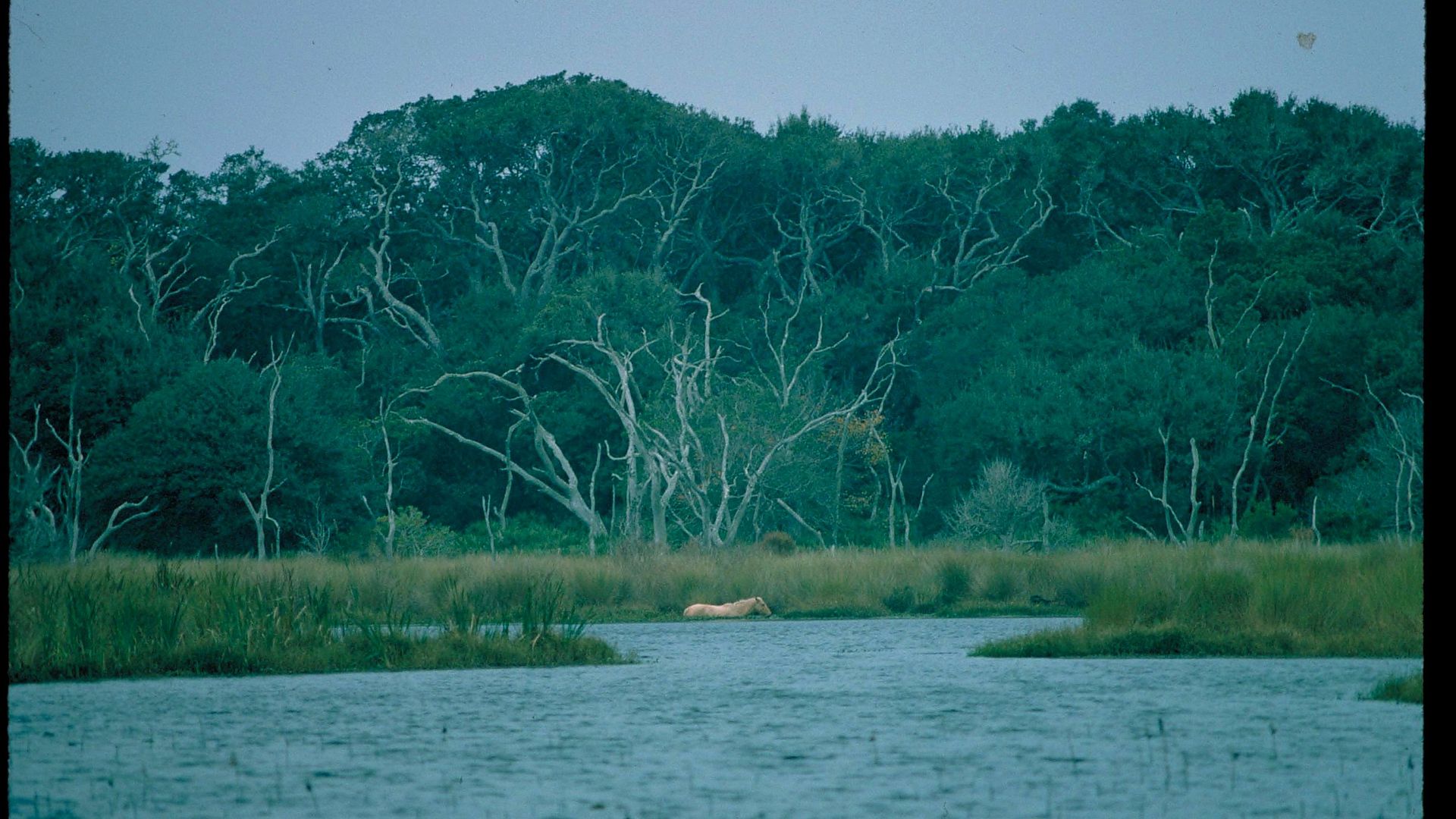 ferry landing and nearby beach at Cumberland Island National Seashore