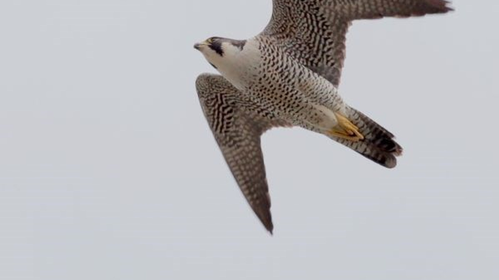 Peregrine falcon associated with the Maryland Heights seasonal closure at Harpers Ferry