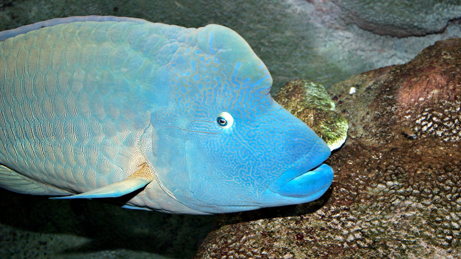Napoleon wrasse or humphead wrasse swimming in blue water