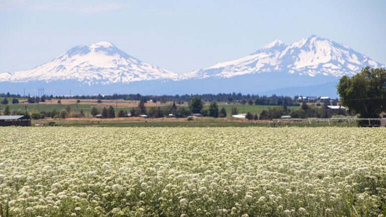 Three Sisters mountains rising above summer fields near Sisters Oregon