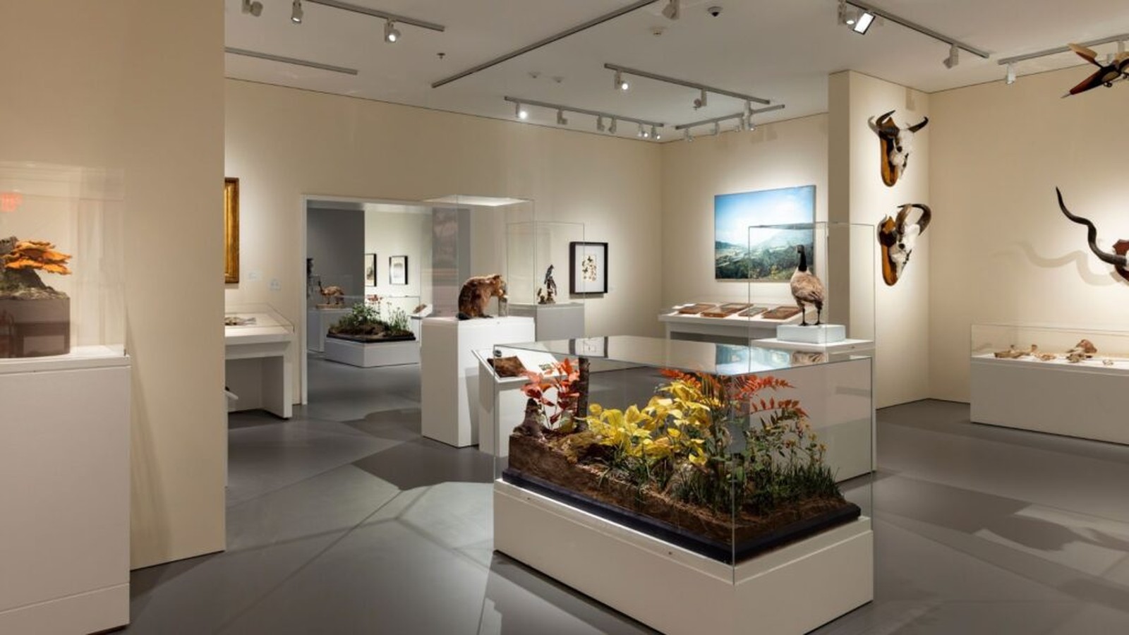 Immersed in Nature gallery display at Berkshire Museum in Pittsfield after the first-floor reopening