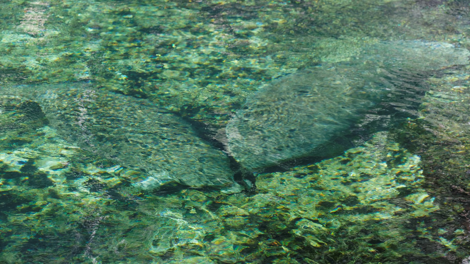Clear green spring run at Blue Spring State Park under Spanish moss and live oaks