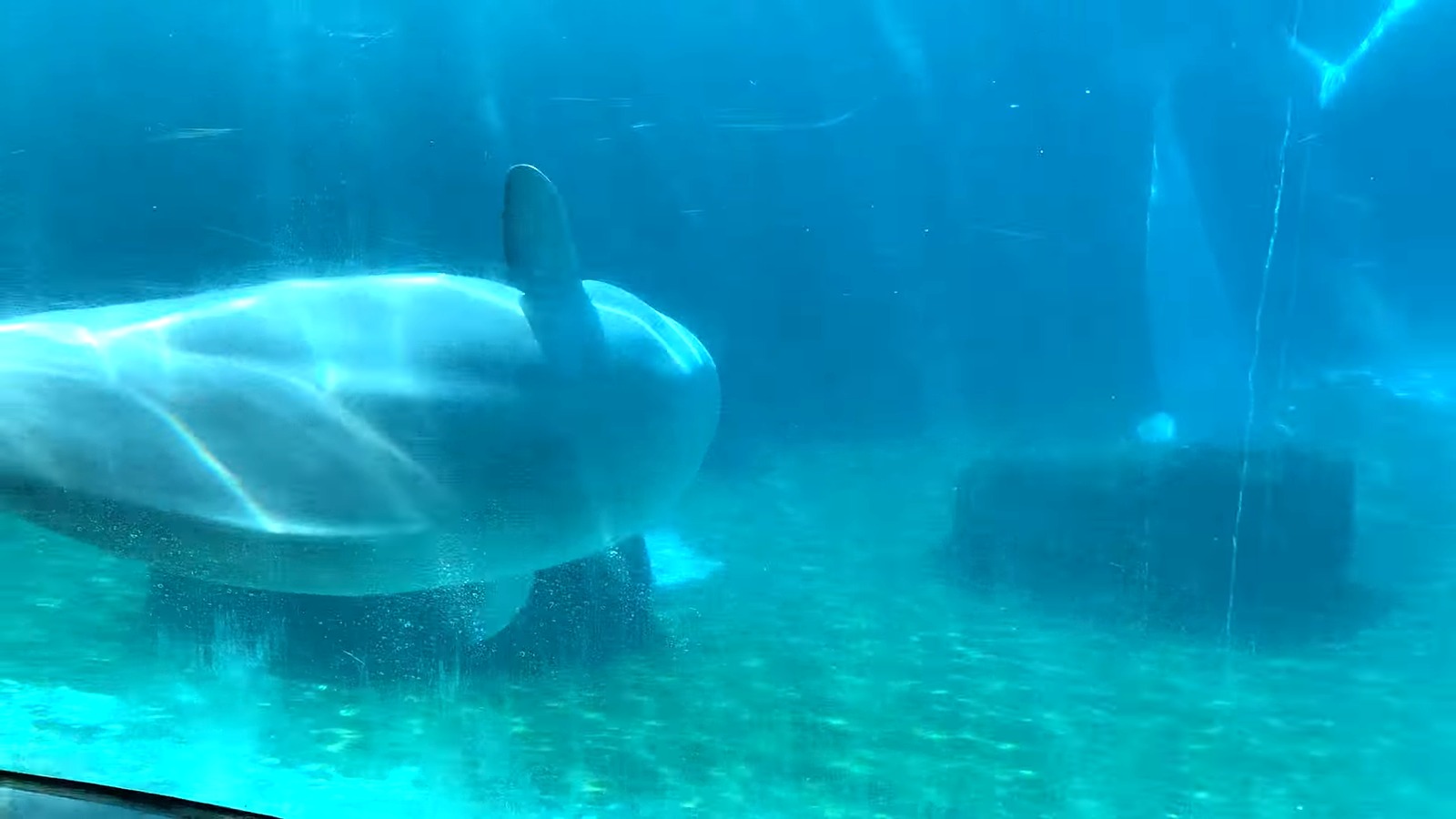 A beluga whale swimming underwater at Marineland of Canada in Niagara Falls in 2022