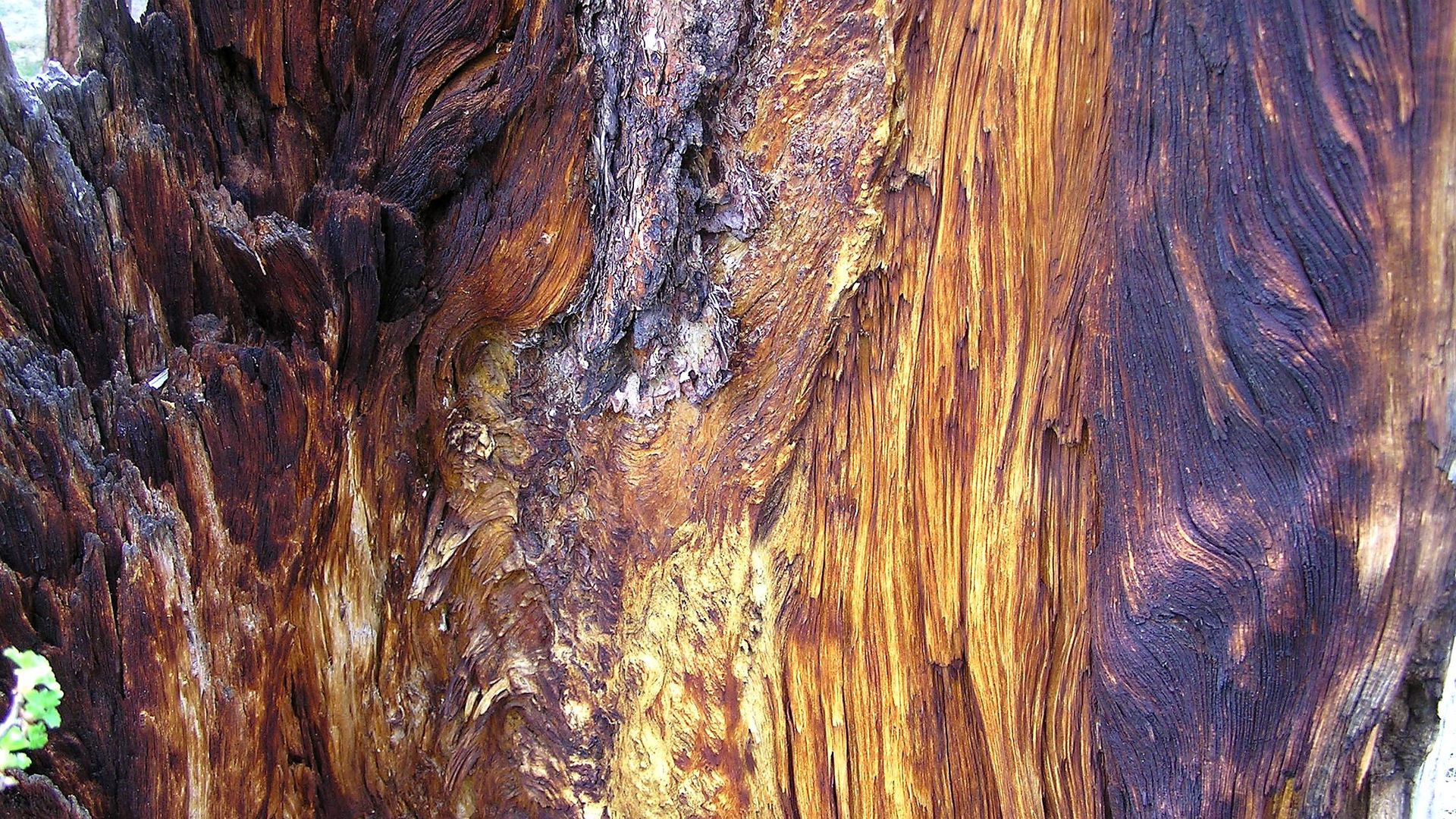 Detail feature at Florissant Fossil Beds National Monument