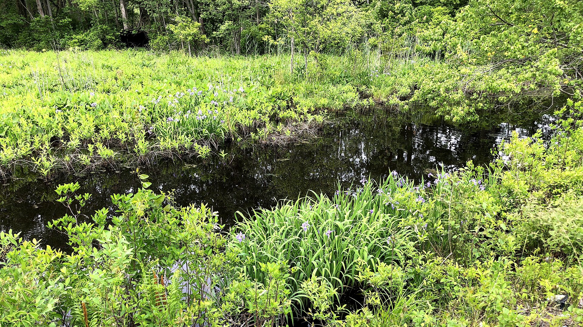 Great Egg Harbor National Scenic and Recreational River landscape