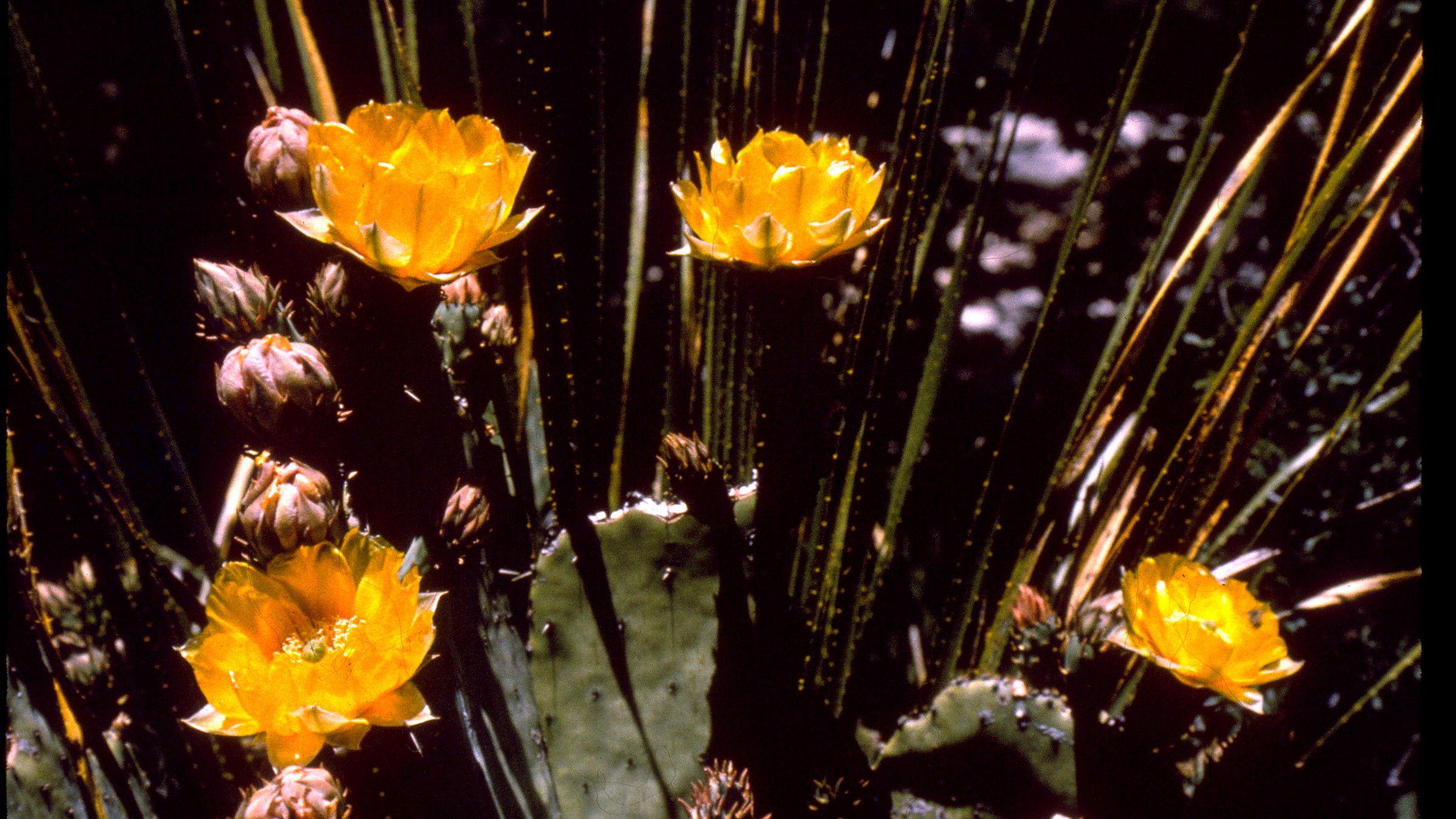 Pine Springs in Guadalupe Mountains National Park