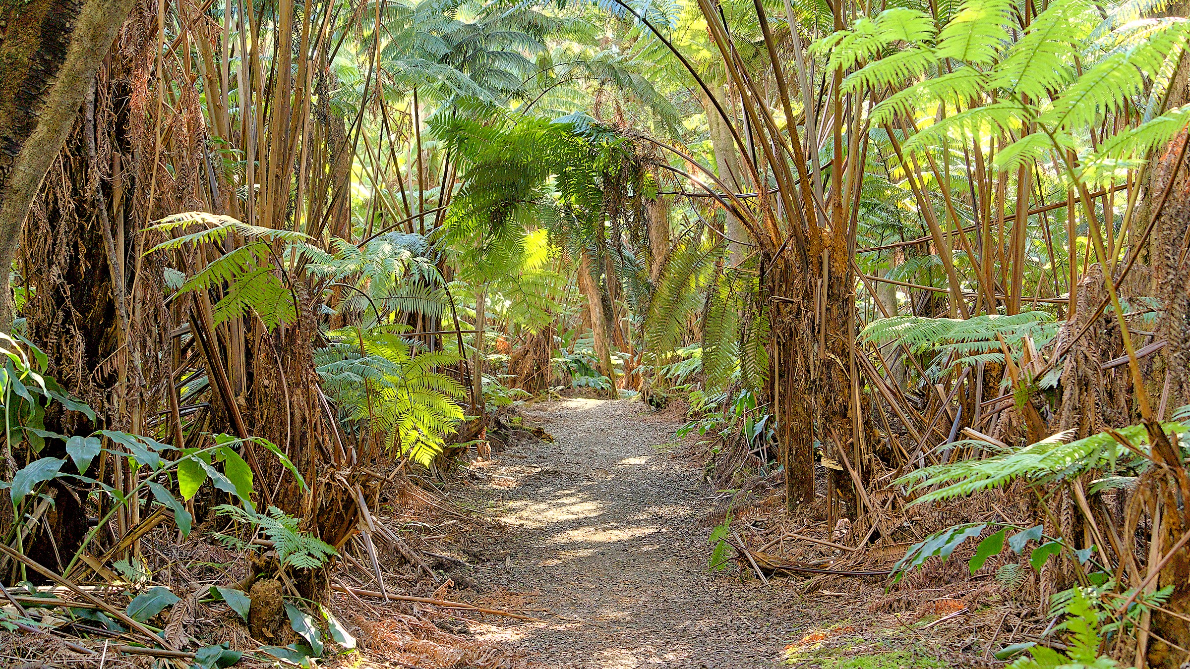 Landscape view in Hawaiʻi Volcanoes National Park