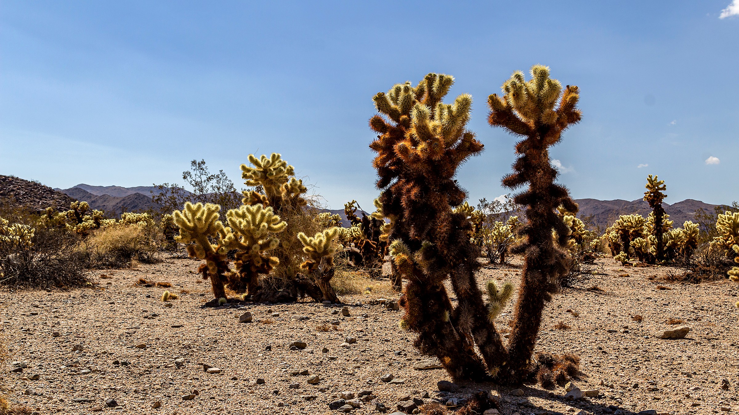 Joshua trees and granite boulder piles at Joshua Tree National Park