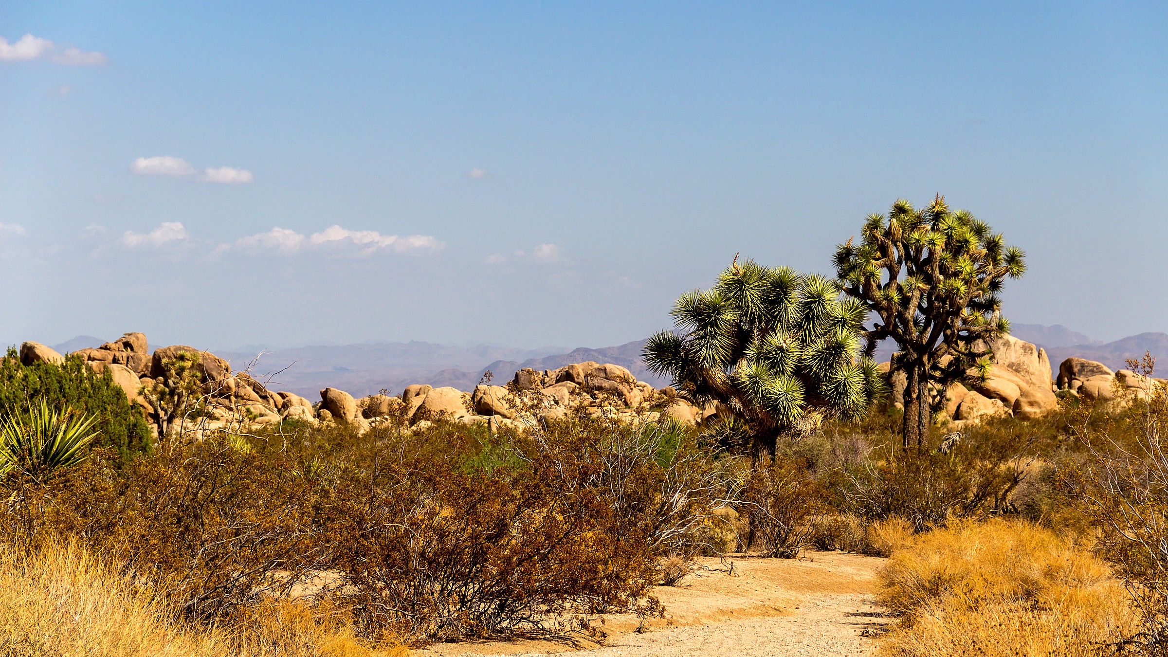 Detail view in Joshua Tree National Park