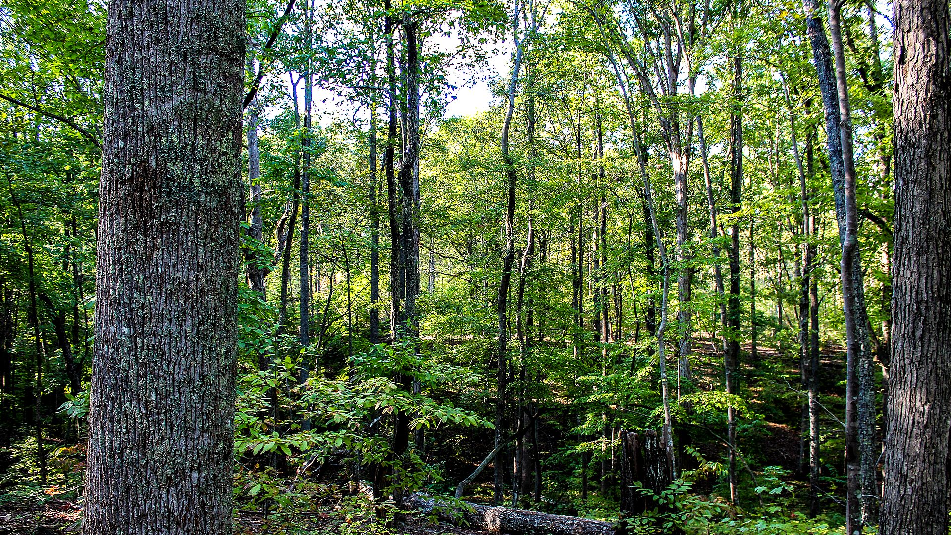 Carolina ridge battlefield