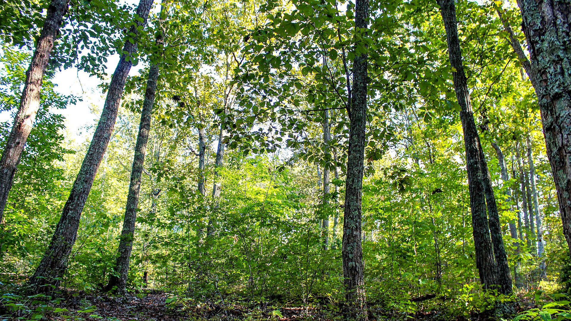 Forest monument path