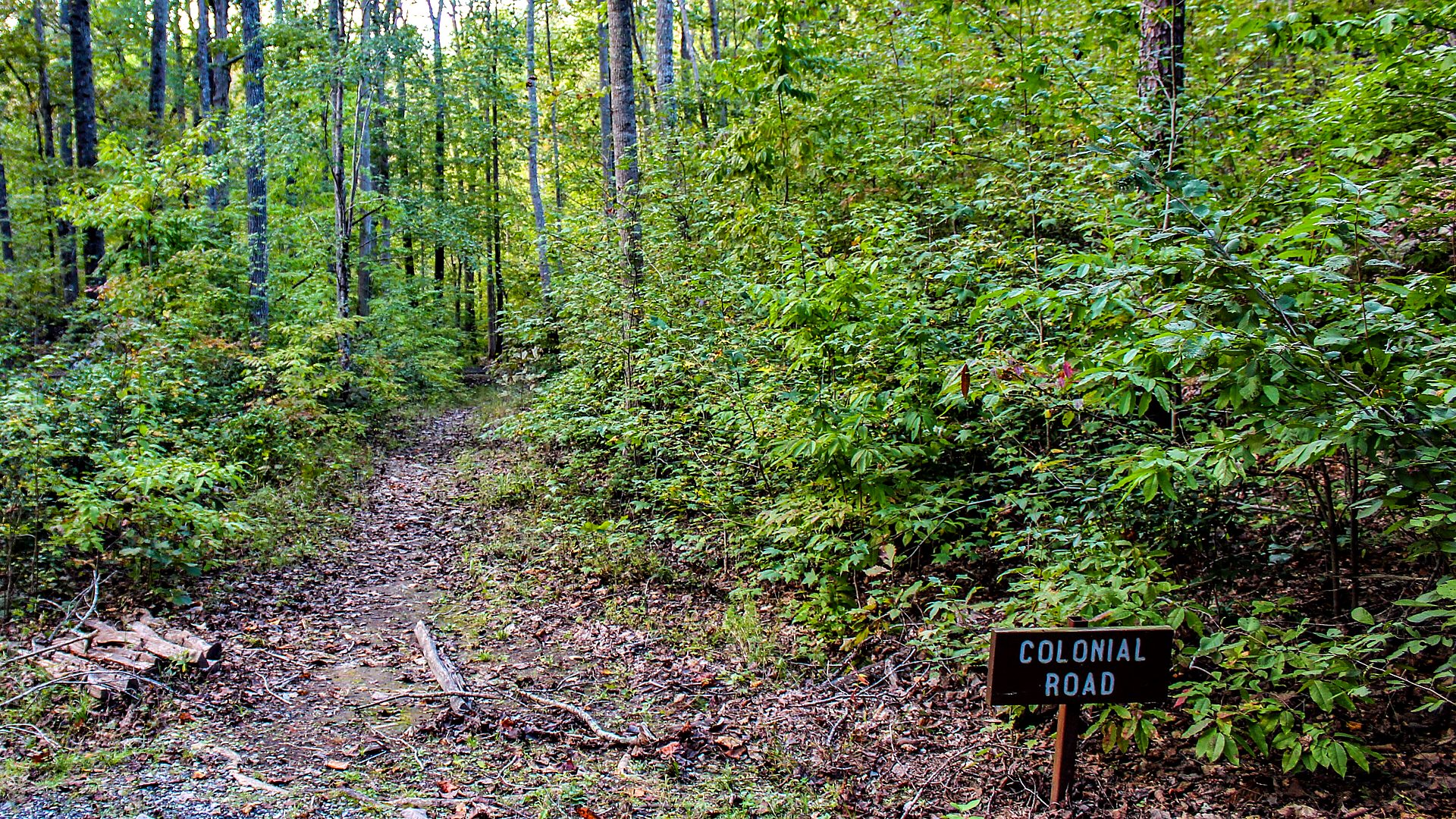 Southern hardwood forest