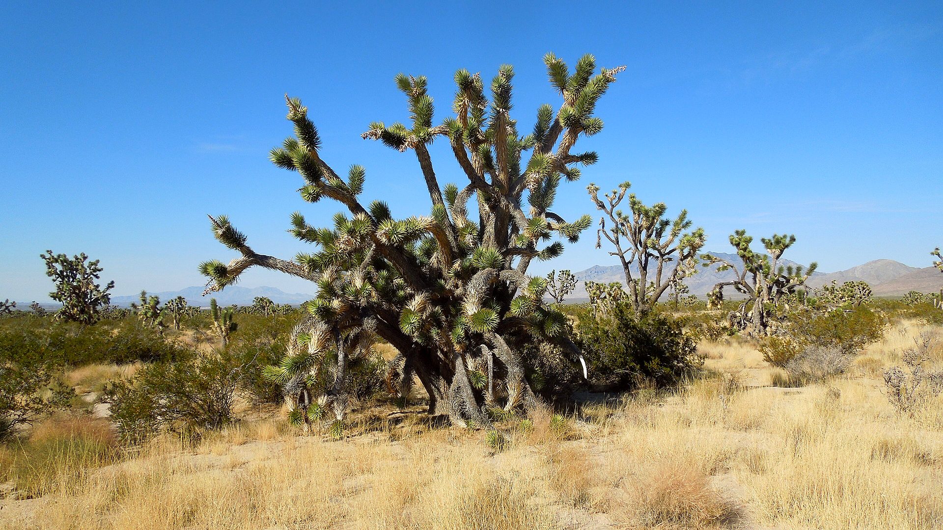 Mojave National Preserve landscape