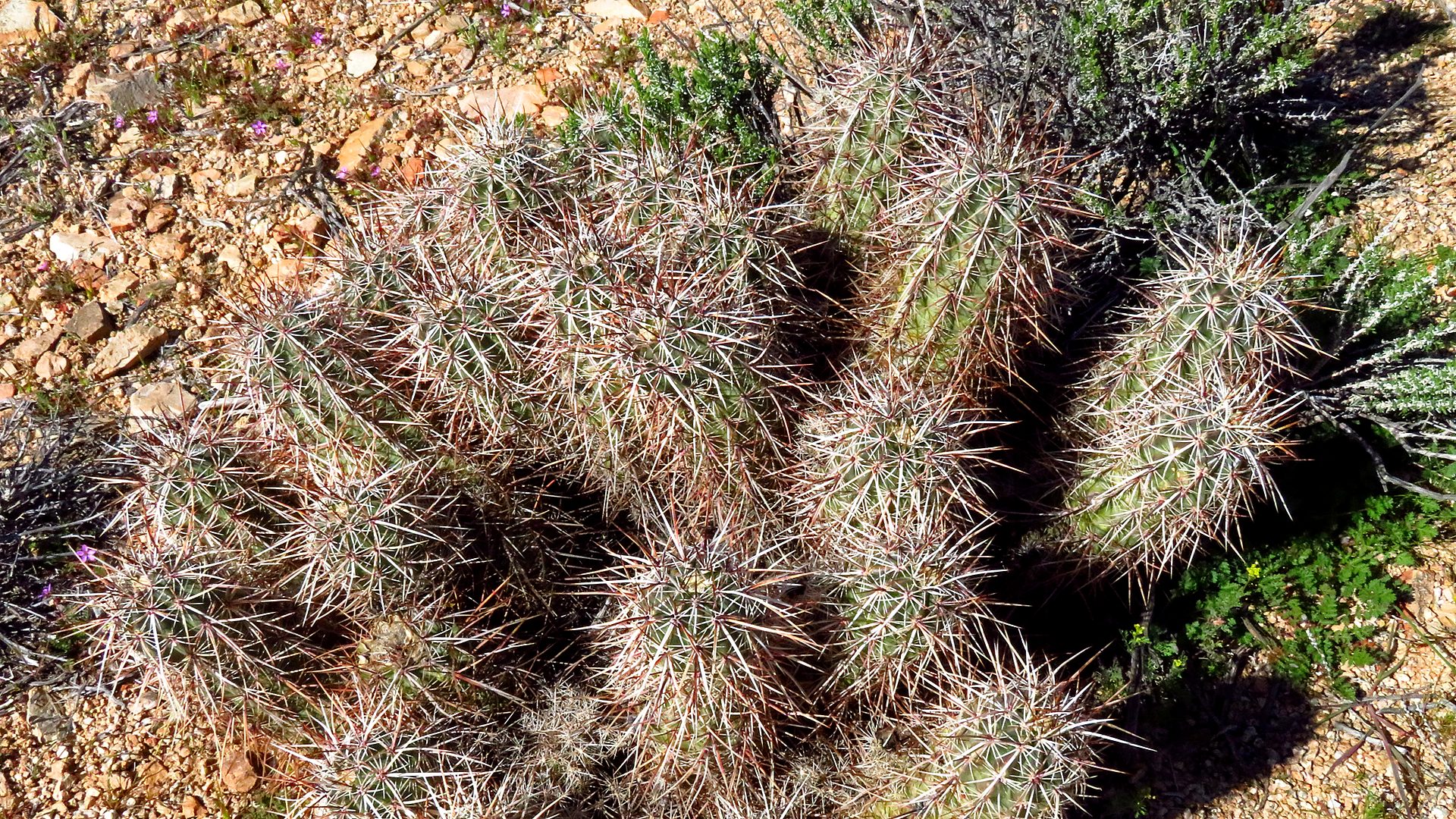 Mojave National Preserve primary landscape