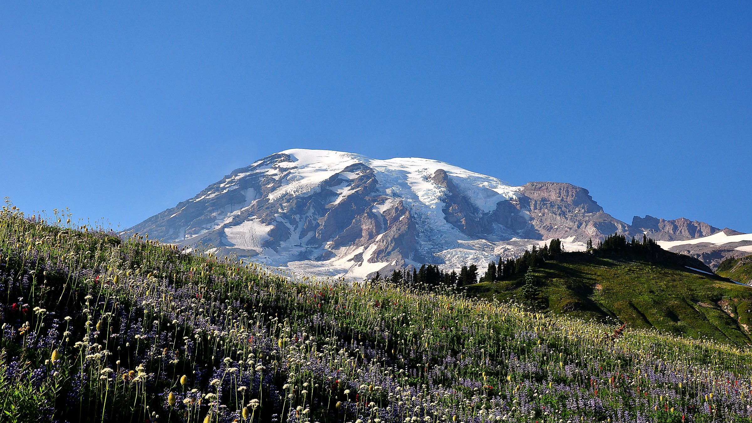 Detail view in Mount Rainier National Park