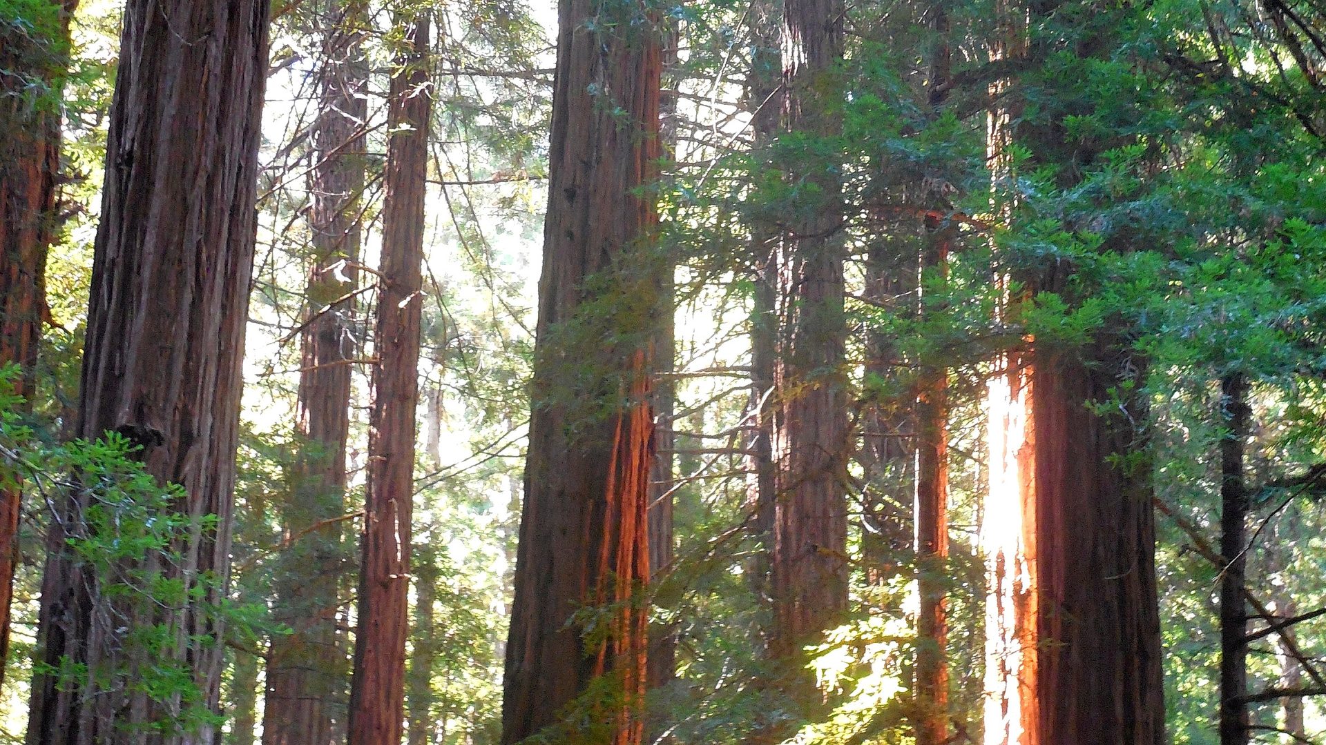 Scenic view at Muir Woods National Monument