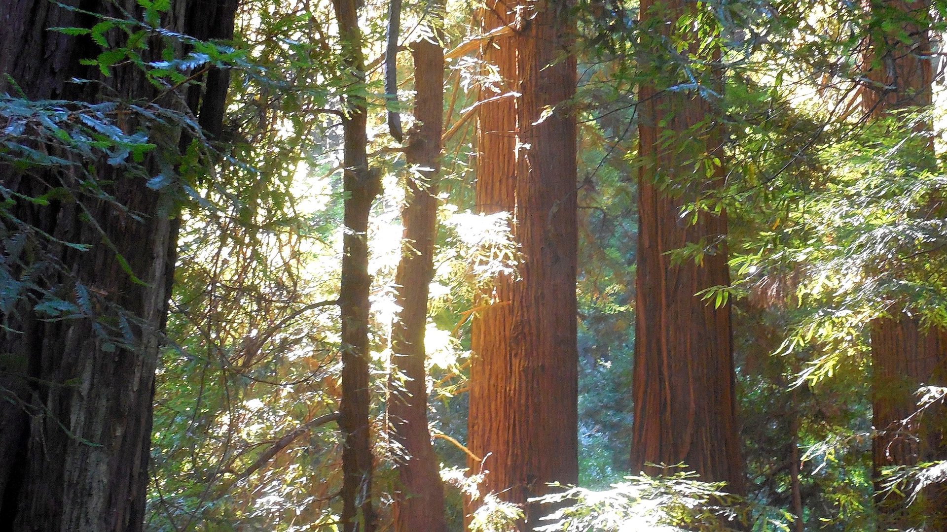 Detail feature at Muir Woods National Monument
