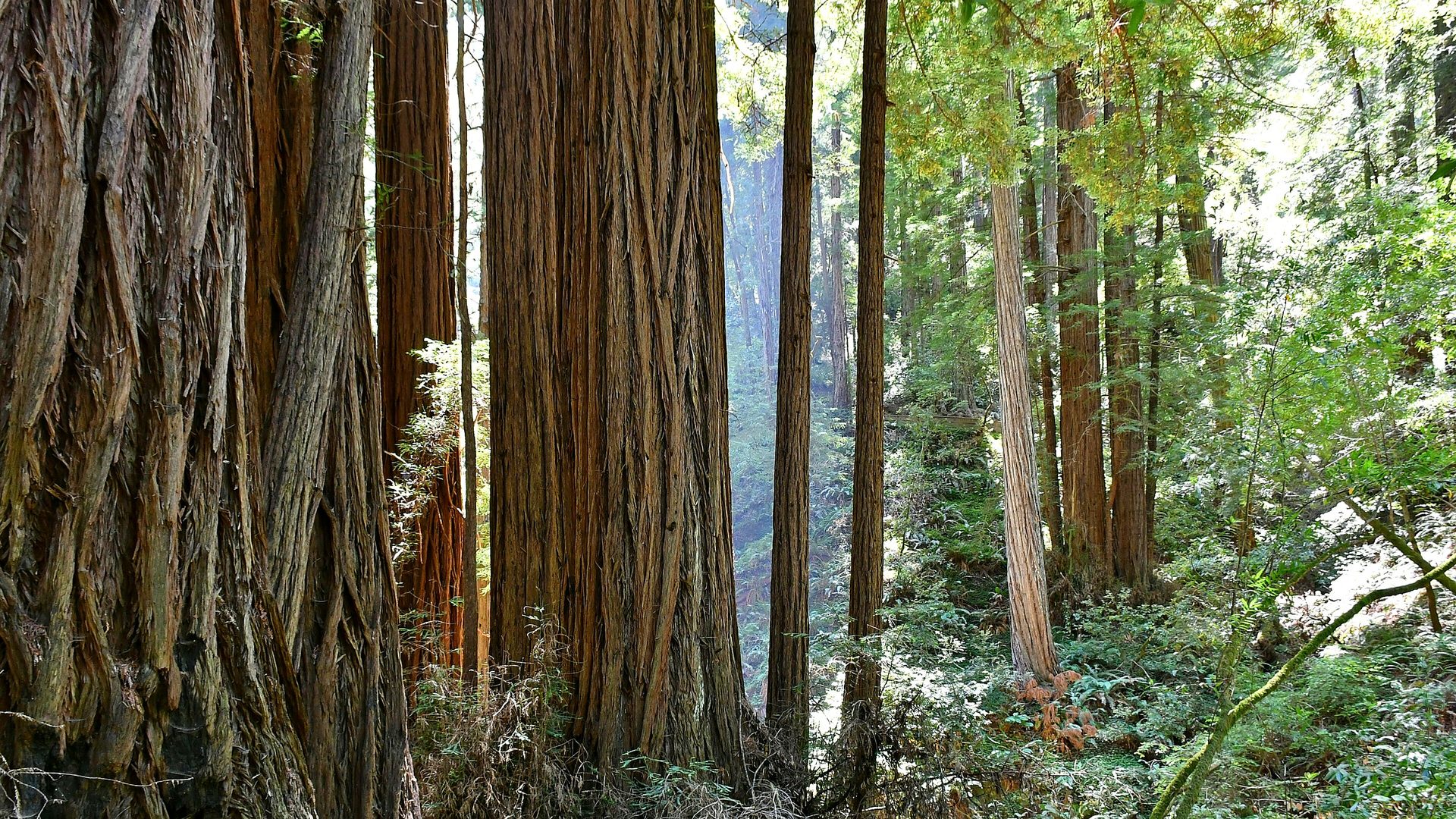 Muir Woods National Monument landscape