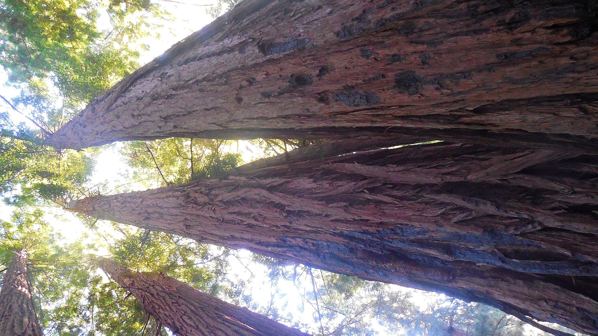 Safety context at Muir Woods National Monument