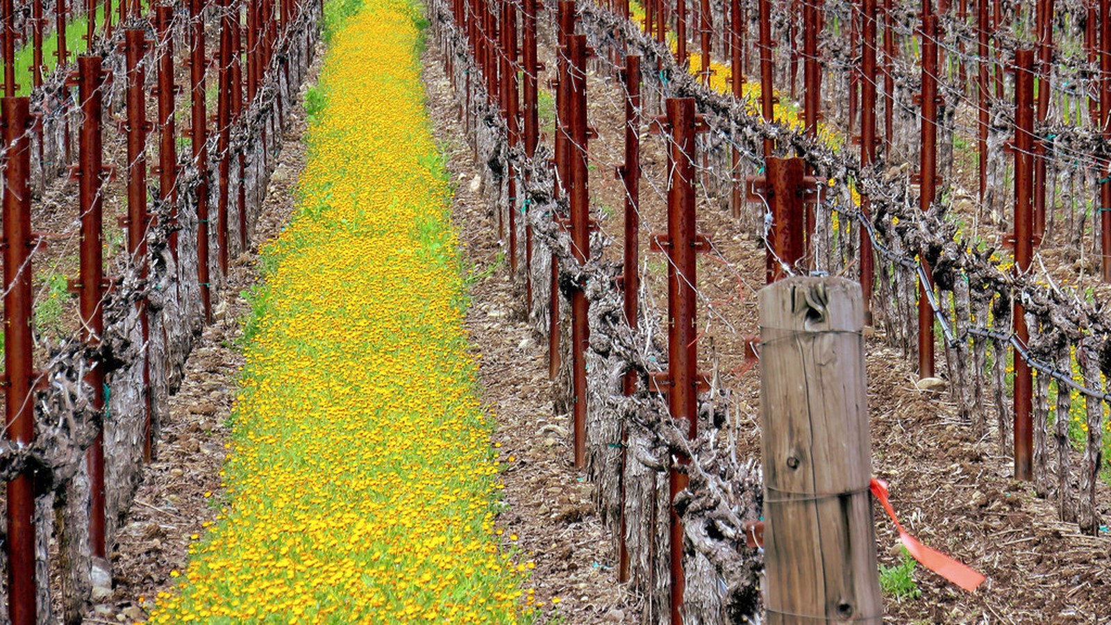 Napa scenic landscape for RV trip planning