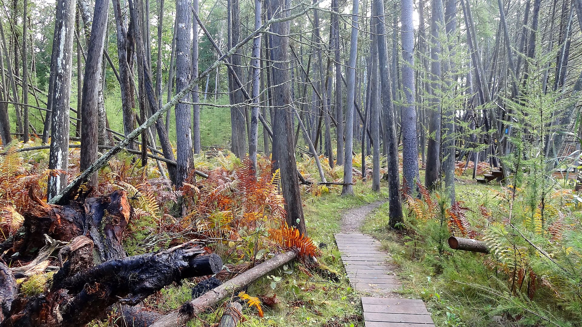 Northern forest trail