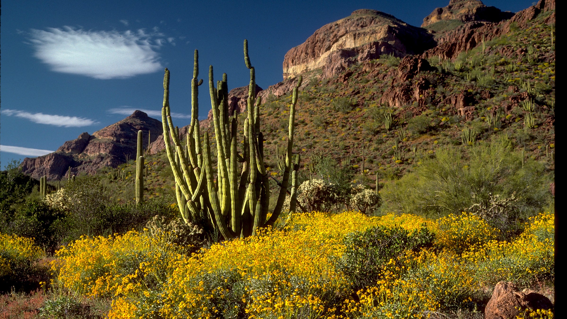 Ajo Mountain Drive overlooks at Organ Pipe Cactus National Monument