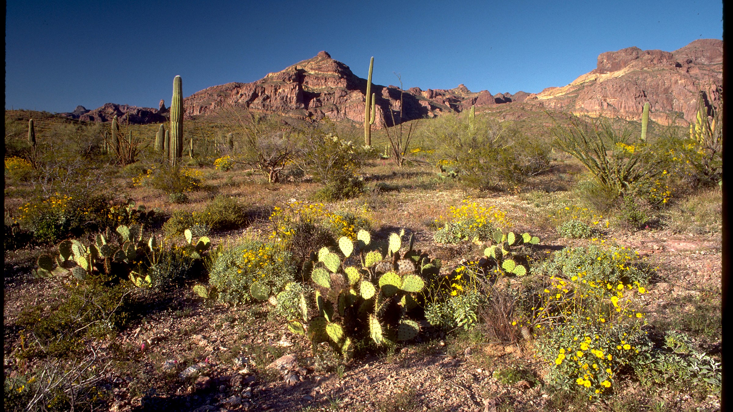 Visitor conditions context at Organ Pipe Cactus National Monument