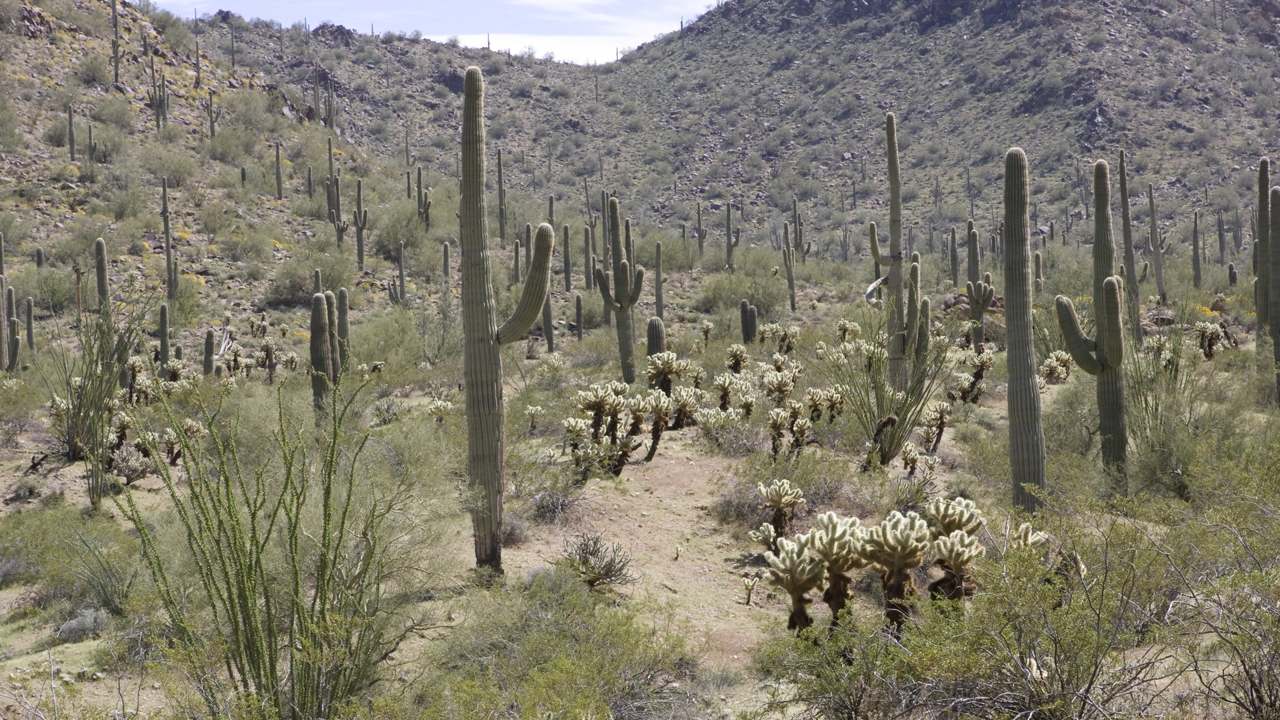 Arizona desert light