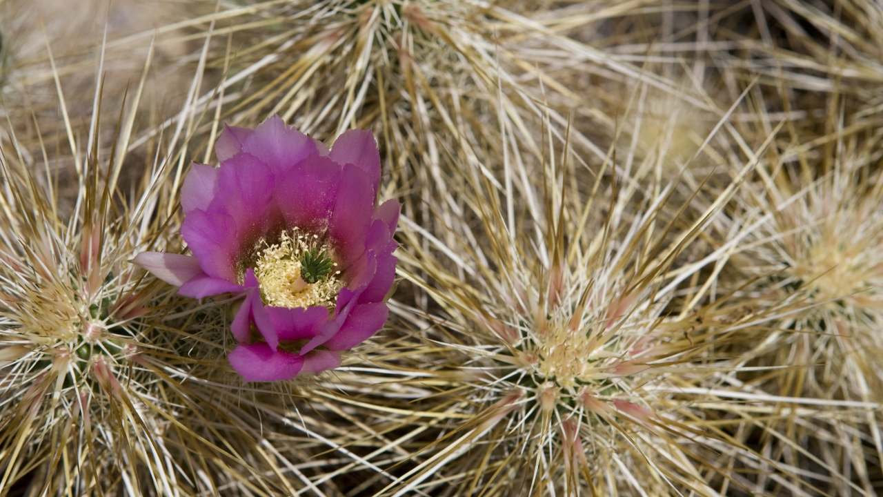 Hohokam Pima National Monument primary landscape