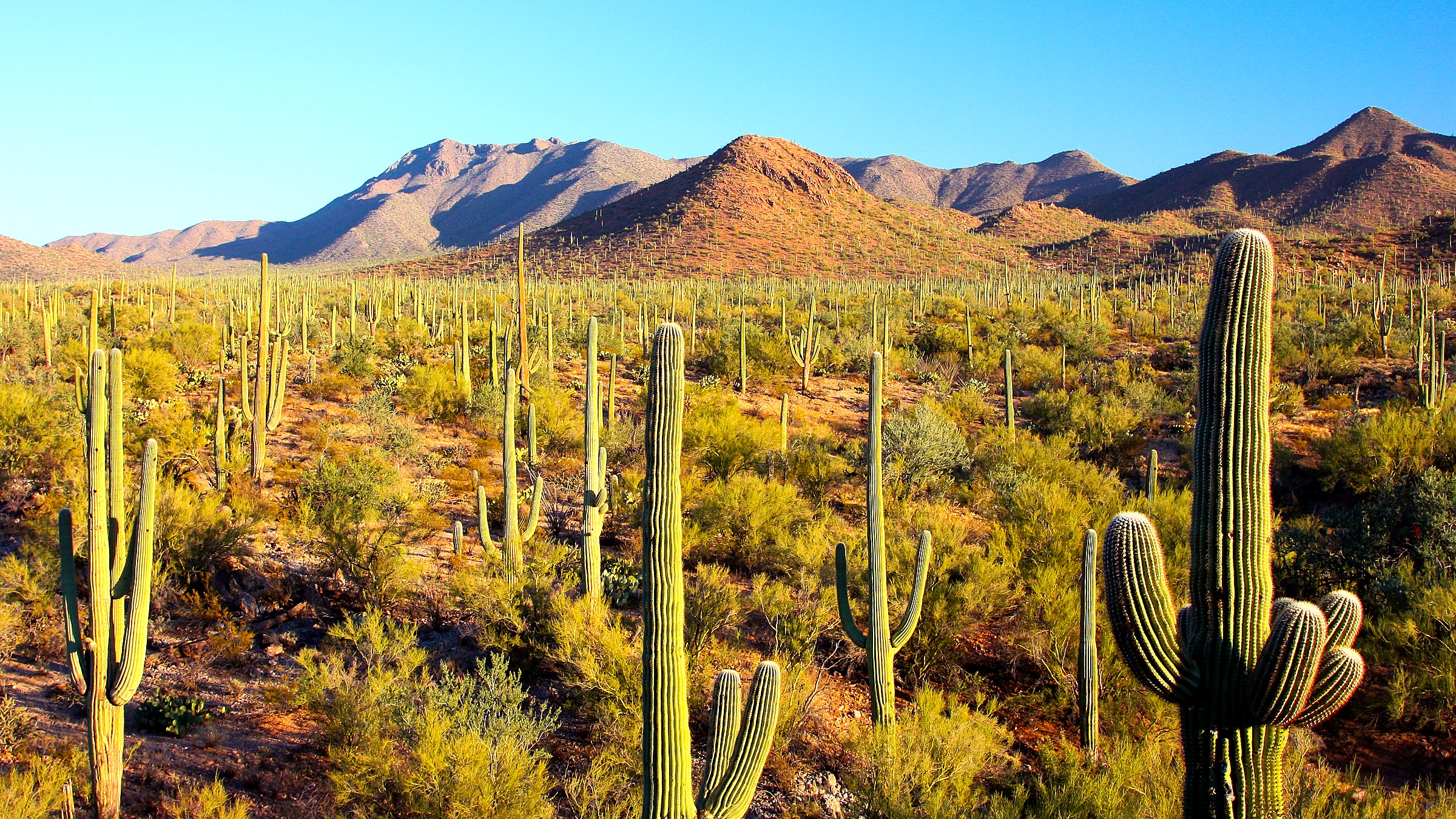 Giant saguaro cactus forests at Saguaro National Park
