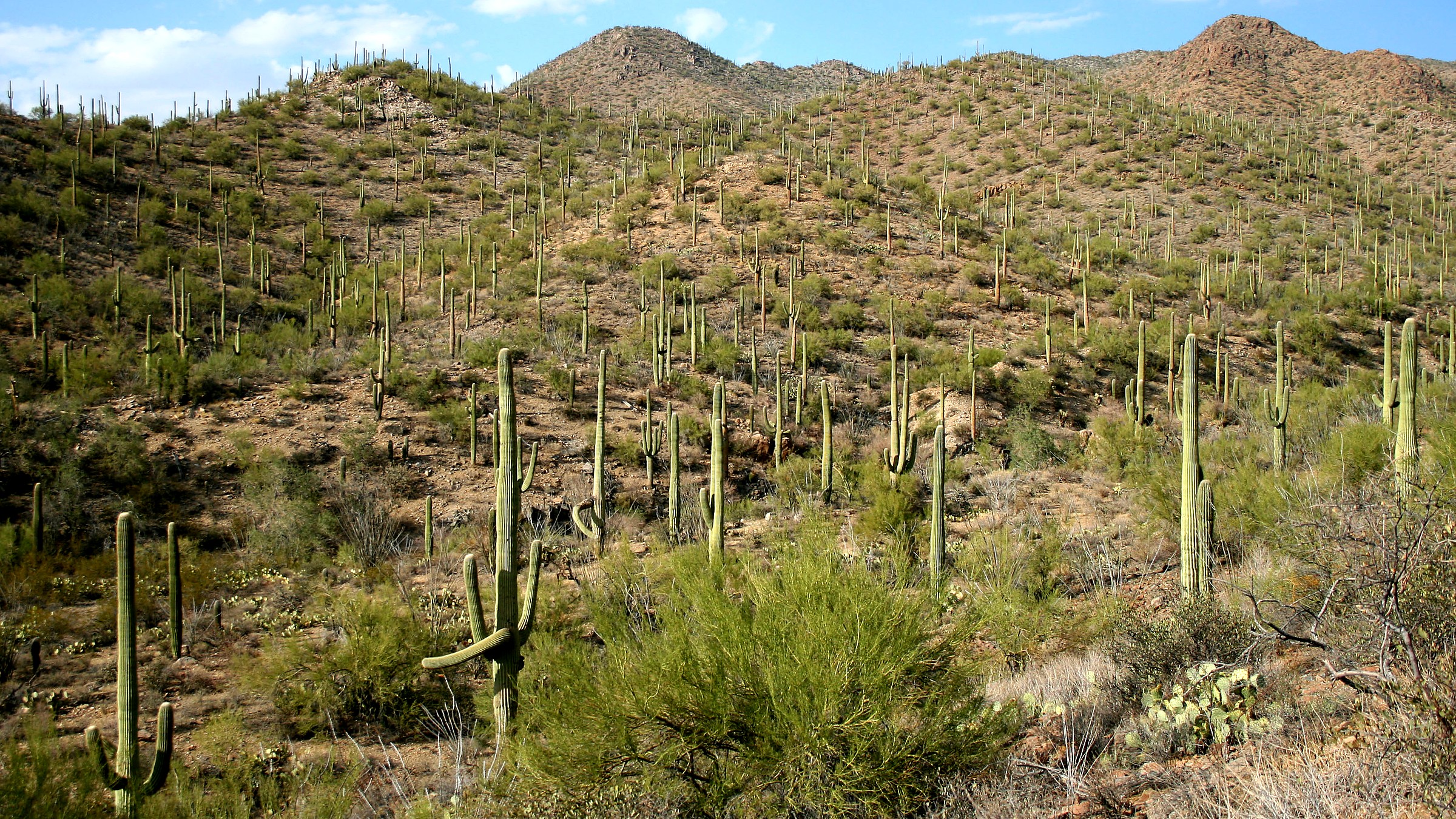Detail view in Saguaro National Park