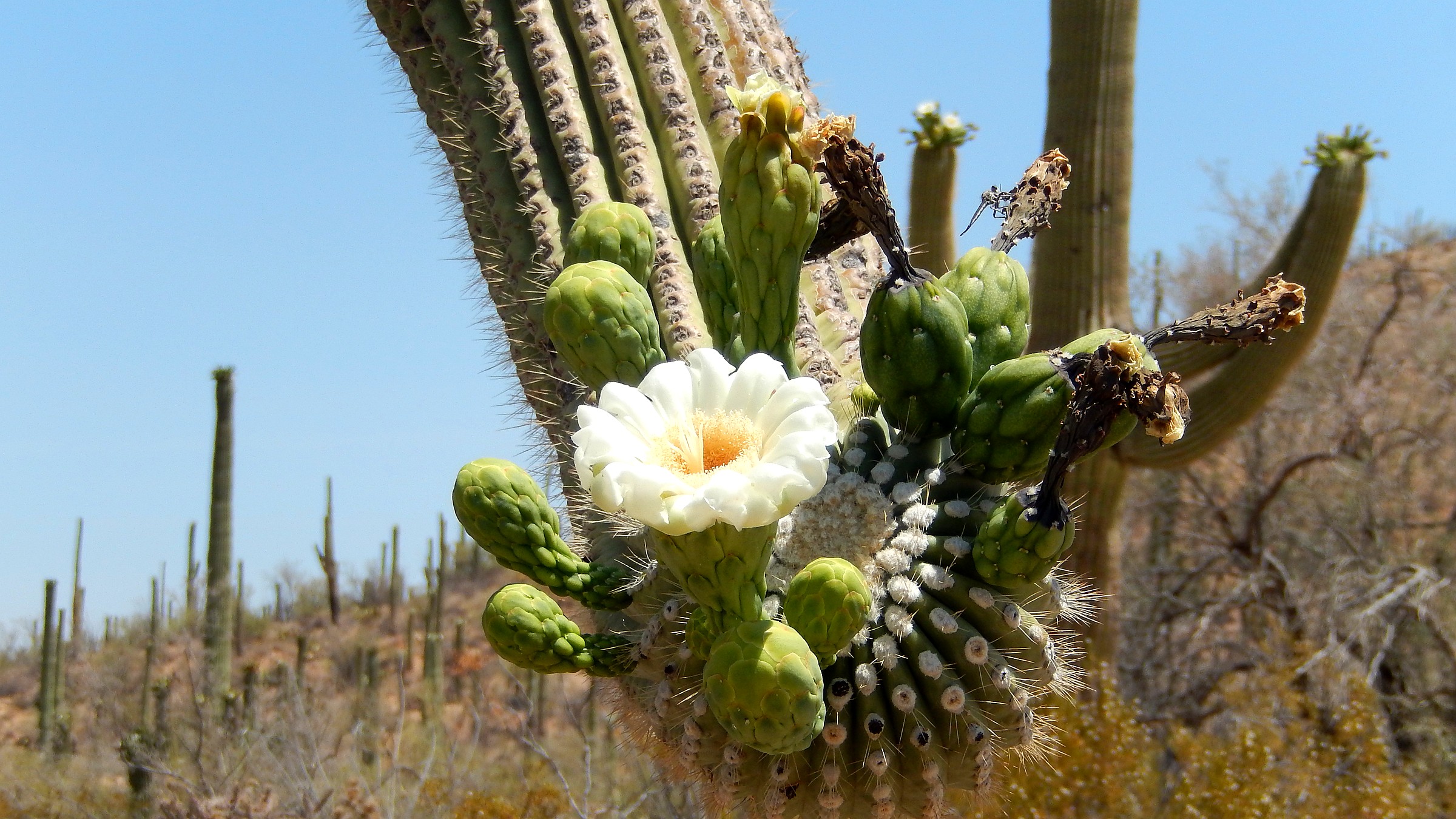 Saguaro National Park landscape