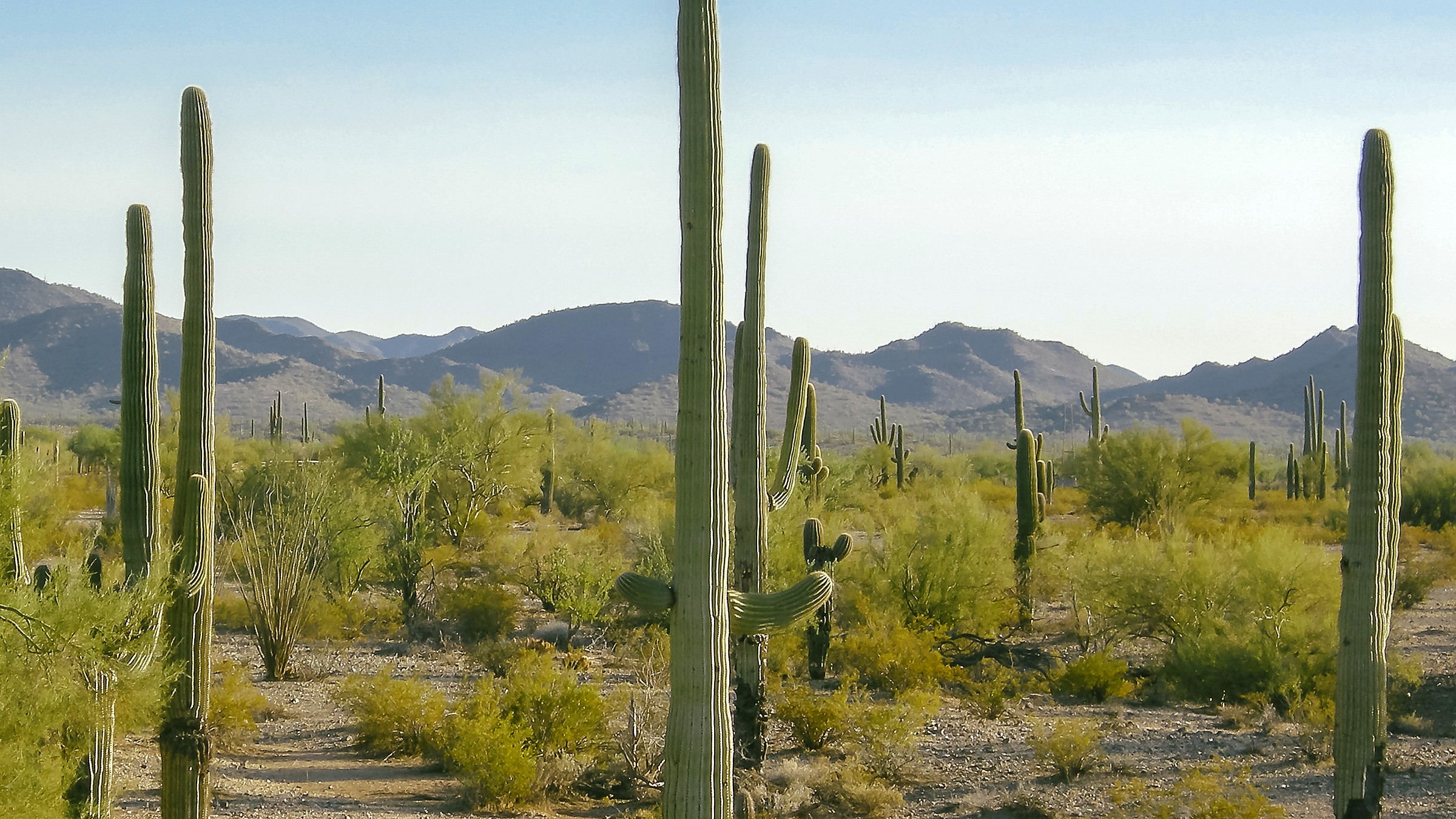 East loop in Saguaro National Park