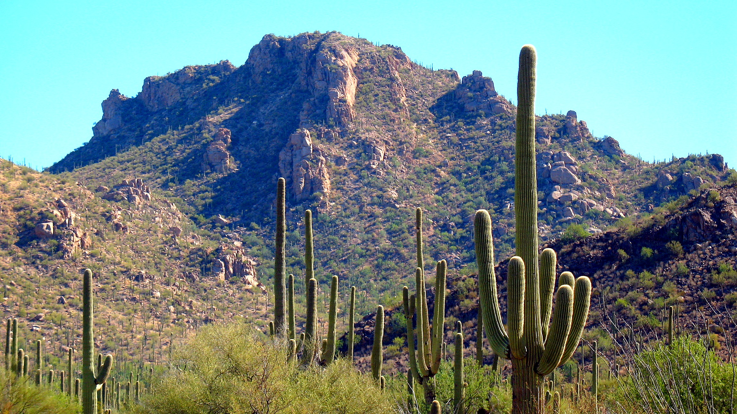 West Bajada Loop in Saguaro National Park